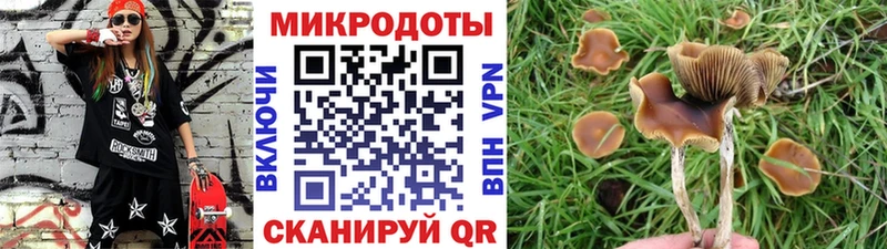 kraken маркетплейс  Новотитаровская  Галлюциногенные грибы Cubensis  купить  
